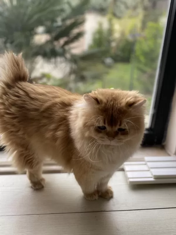 1,5 Yaşında Full Şecereli British Longhair