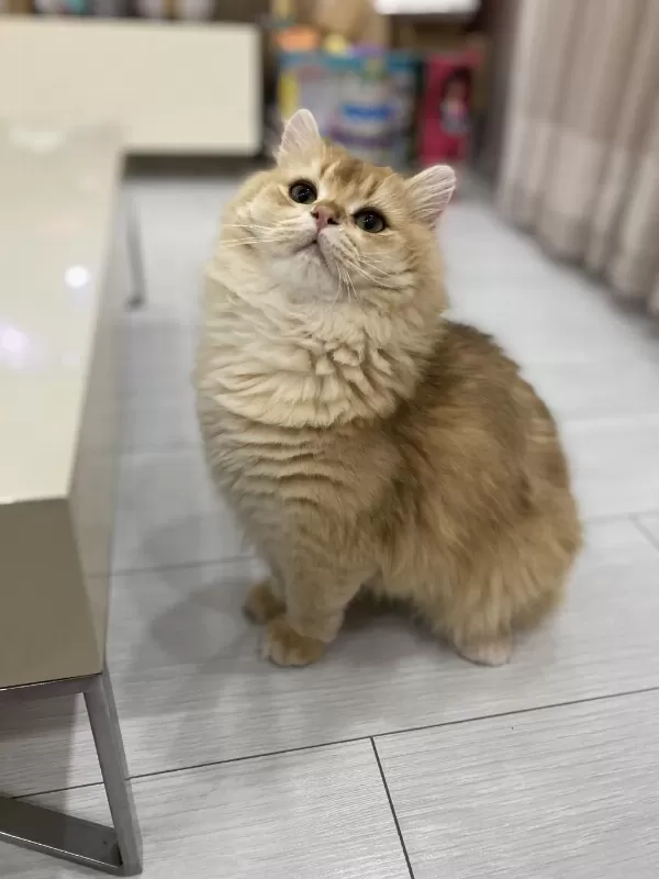 1,5 Yaşında Full Şecereli British Longhair
