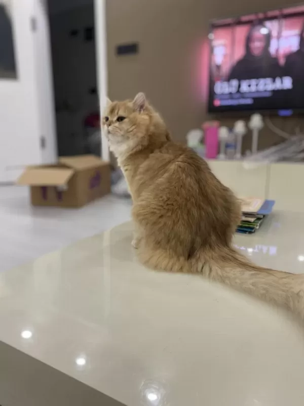 1,5 Yaşında Full Şecereli British Longhair