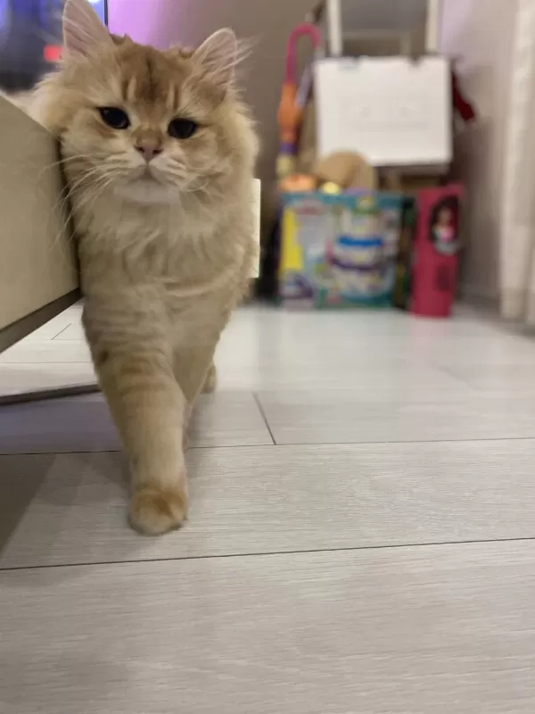1,5 Yaşında Full Şecereli British Longhair