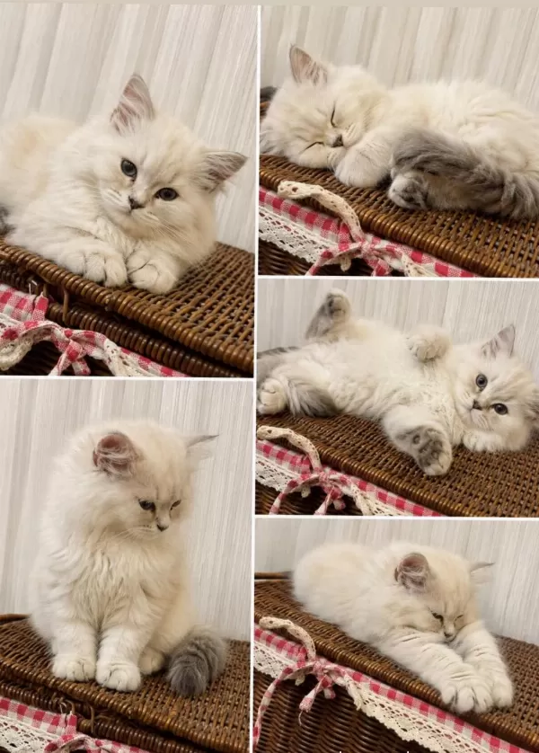 Erkek British Longhair