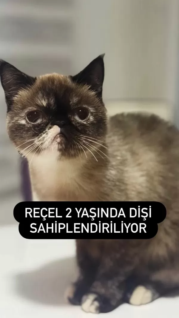 Exotic 2 Yaşında Kızımız Reçel