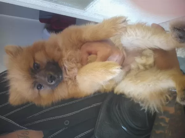 Sahiplenmek İsteyenler İçin Pomeranian