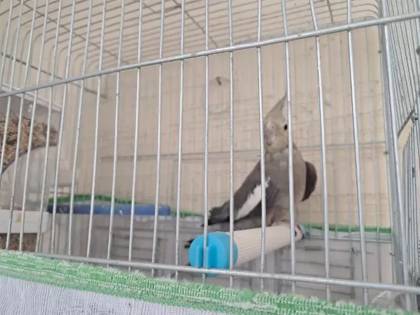 Damızlık Yetişkin Grey Dişi Sultan Papağanı
