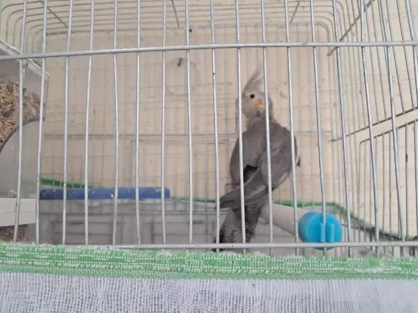 Damızlık Yetişkin Grey Dişi Sultan Papağanı