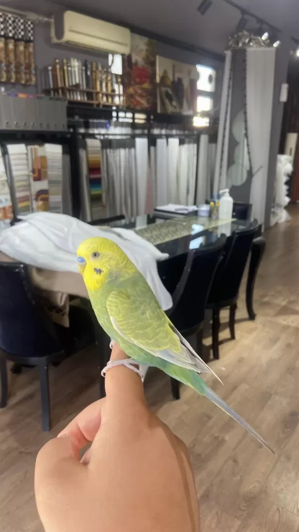 Konuşan Full Evcil Muhabbet Kuşu