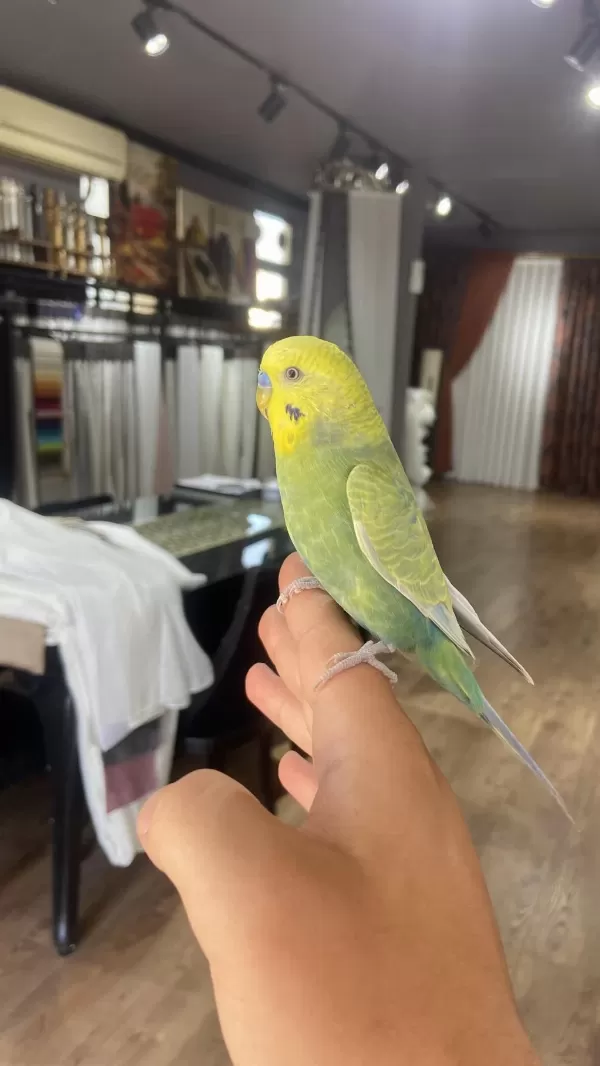 Konuşan Full Evcil Muhabbet Kuşu