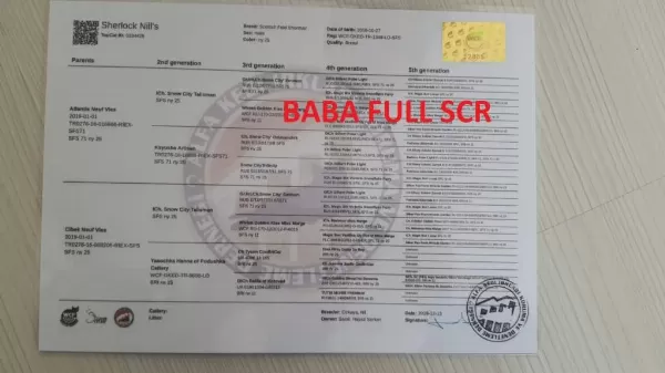 2 Aylik Dişi Safkan Golden Yavru Şecereli Kedimiz