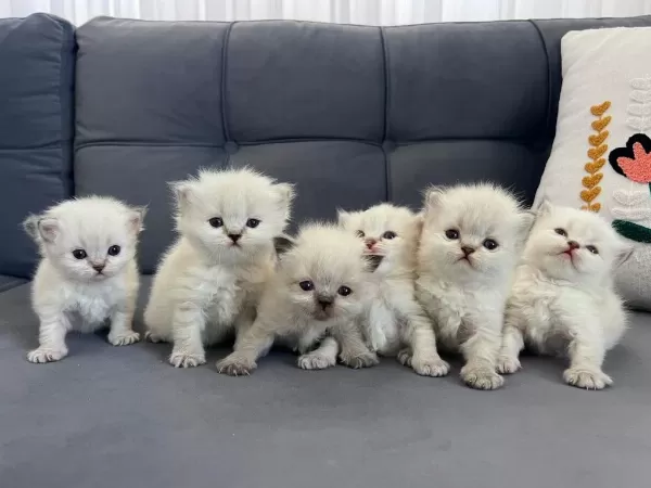 British Longhair Yavru Kediler