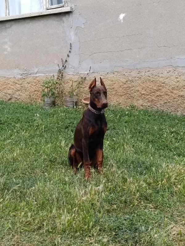 A Scr Şampiyon Soy Doberman