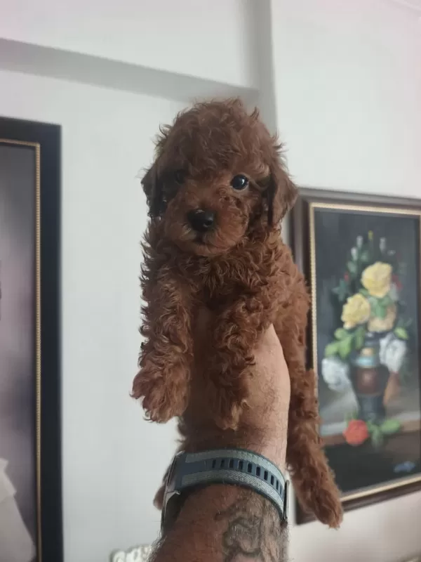Toy Poodle Köpeği Yavrularımız