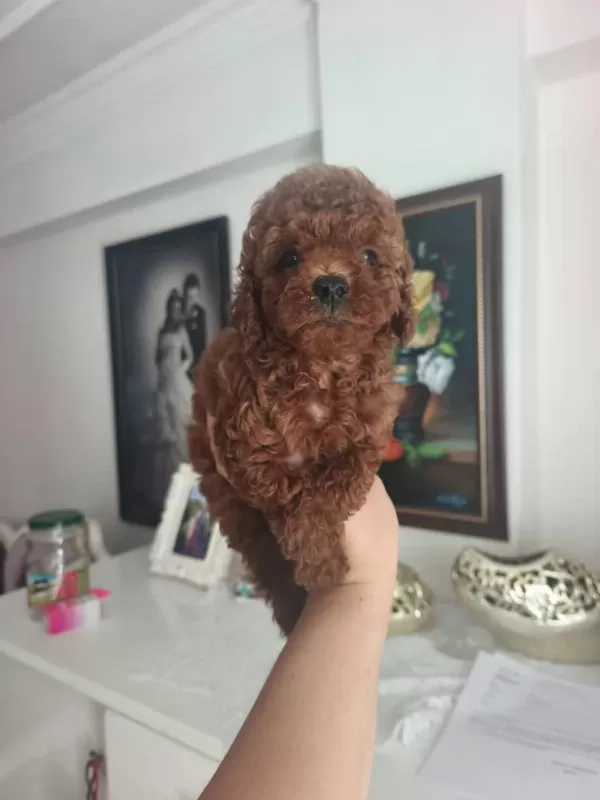 Toy Poodle Köpeği Yavrularımız