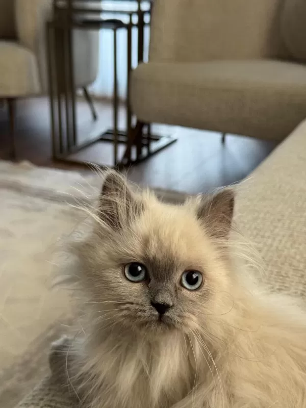 British Longhair Sevimli Kedimiz