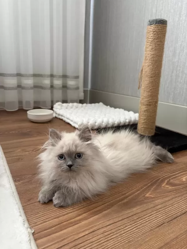 British Longhair Sevimli Kedimiz
