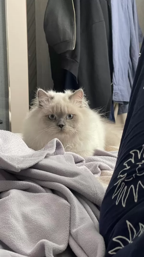 British Longhair Sevimli Kedimiz