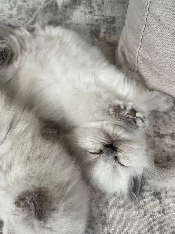 British Longhair Yavrular