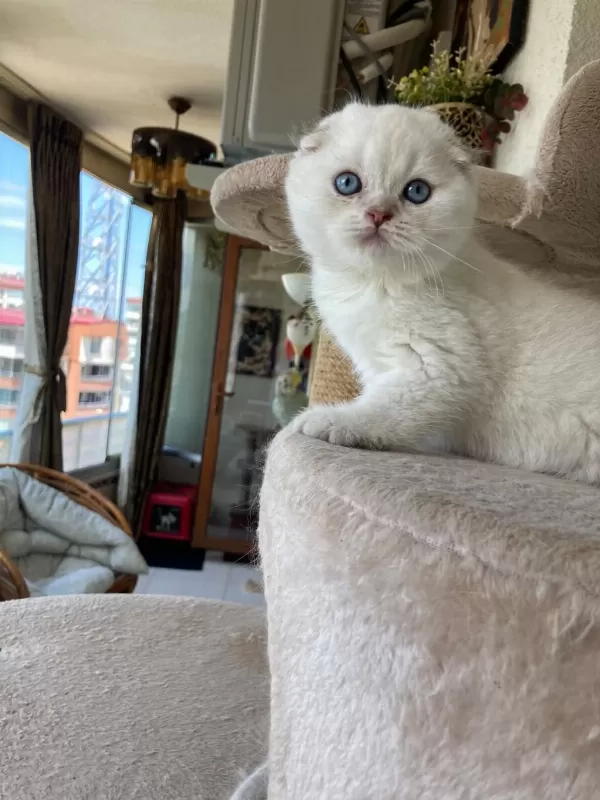 Scottish Fold Yavruları