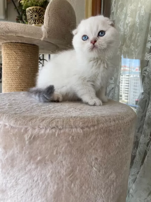 Scottish Fold Yavruları