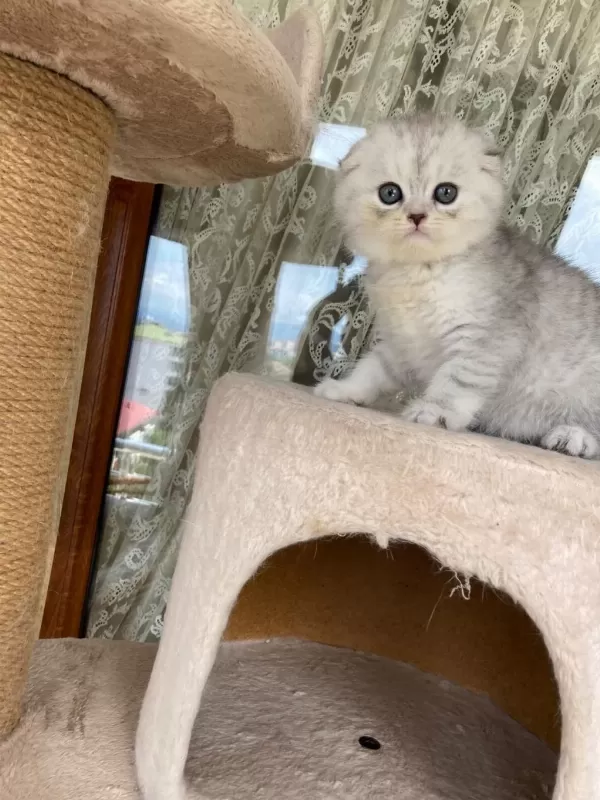 Scottish Fold Yavruları