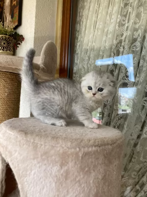 Scottish Fold Yavruları