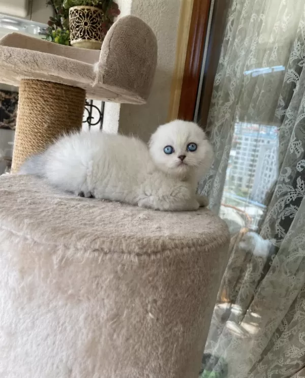 Scottish Fold Yavruları