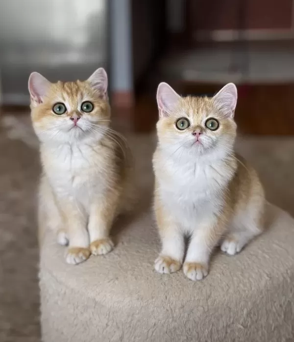 Safkan British Shorthair Golden Dişi Erkek