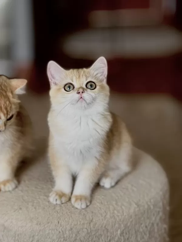Safkan British Shorthair Golden Dişi Erkek