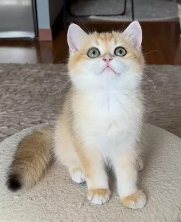 Safkan British Shorthair Golden Dişi Erkek