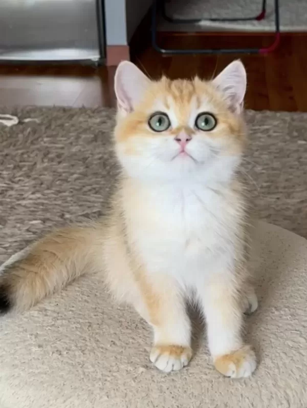 Safkan British Shorthair Golden Dişi Erkek
