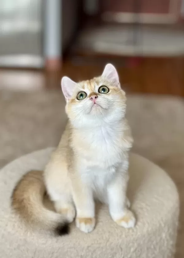 Safkan British Shorthair Golden Erkek Yavru