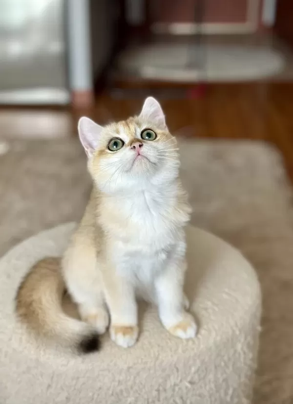 Safkan British Shorthair Golden Erkek Yavru