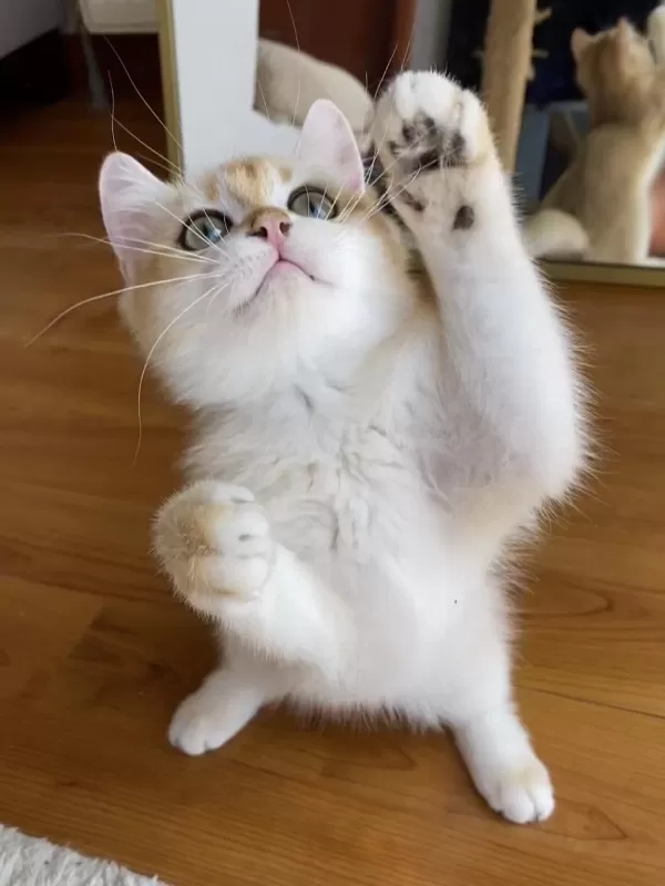 Safkan British Shorthair Golden Erkek Yavru