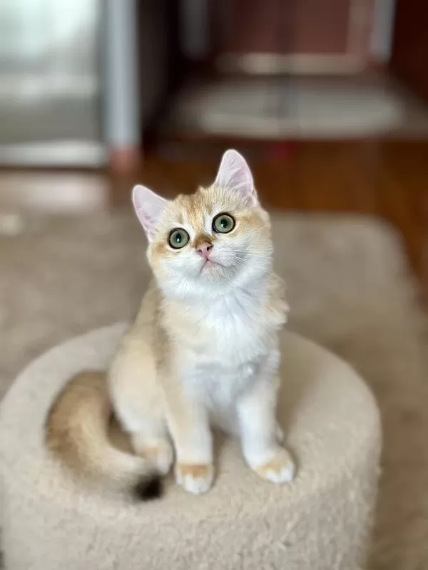 Safkan British Shorthair Golden Erkek Yavru