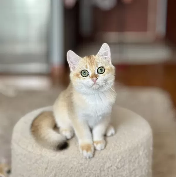 Safkan British Shorthair Golden Erkek Yavru