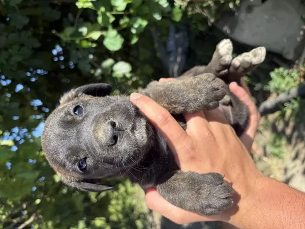 Kaplan Desenli (tiger) Ve Siyah Safkan Cane Corso Yavrular