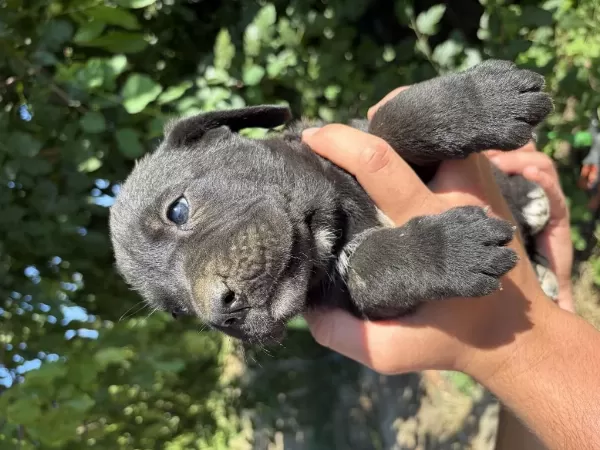 Kaplan Desenli (tiger) Ve Siyah Safkan Cane Corso Yavrular