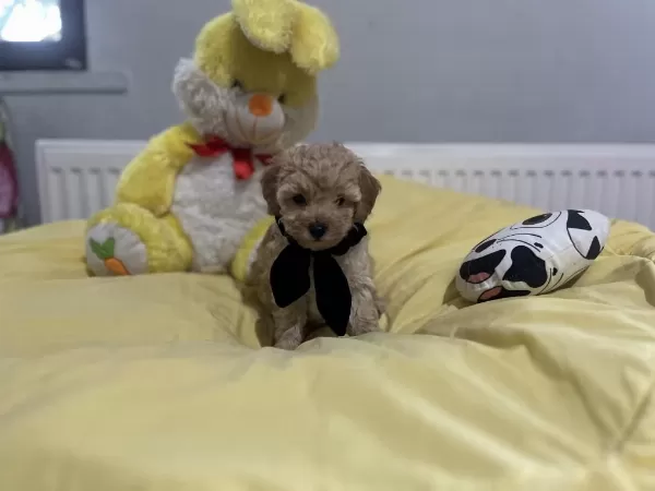 Dişi Erkek Maltipoo Bebeklerimiz
