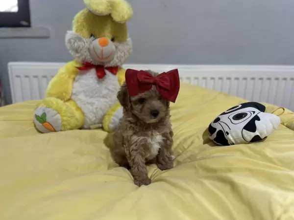 Dişi Erkek Maltipoo Bebeklerimiz