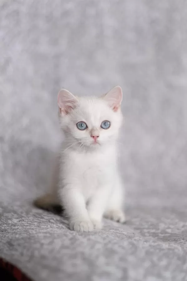 Anne Baba Full Şecereli British Shorthair
