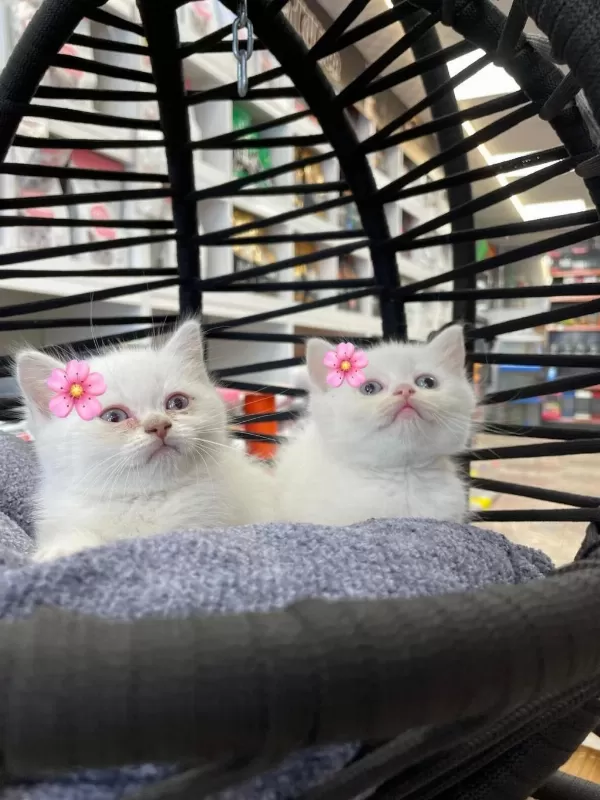 Dişi Beyaz British Shorthair