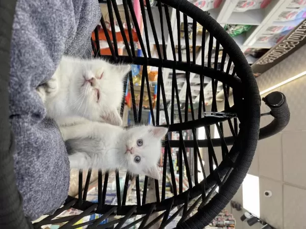 Dişi Beyaz British Shorthair