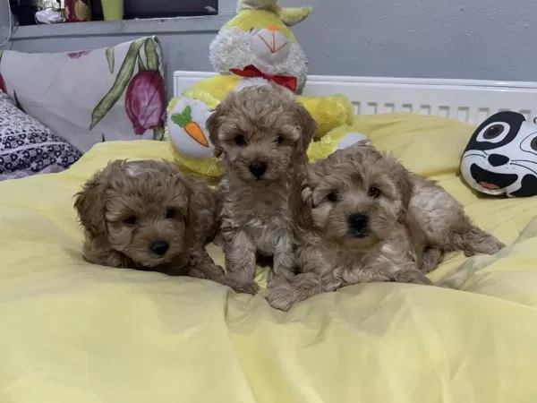 Maltipoo Bebeklerimiz