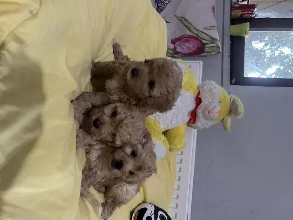 Maltipoo Bebeklerimiz