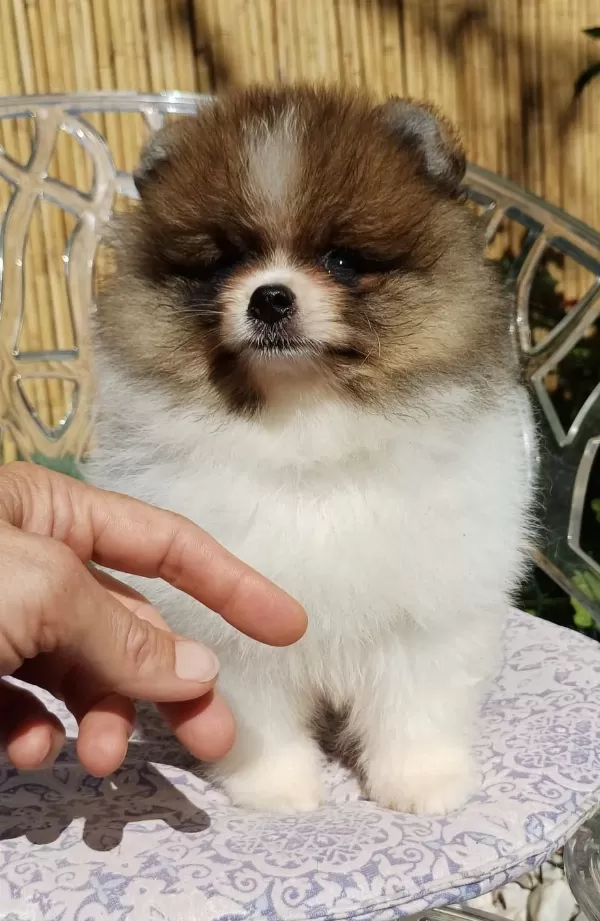 Mini Teddy Face Pomeranian Dişi Yavrularımız