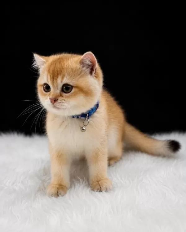 Sevgi Dolu Oyuncu Golden British Shorthair Yavrumuz