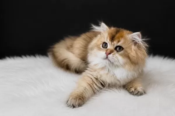 Muhteşem Golden Uzun Tüylü British Longhair Yavrumuz