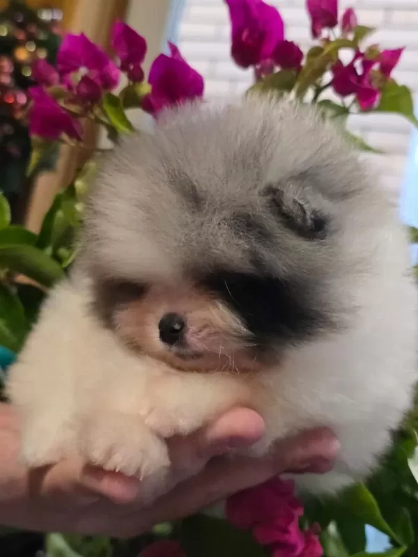 Mavi Merle Beyaz Erkek Pomeranian Yavrusu
