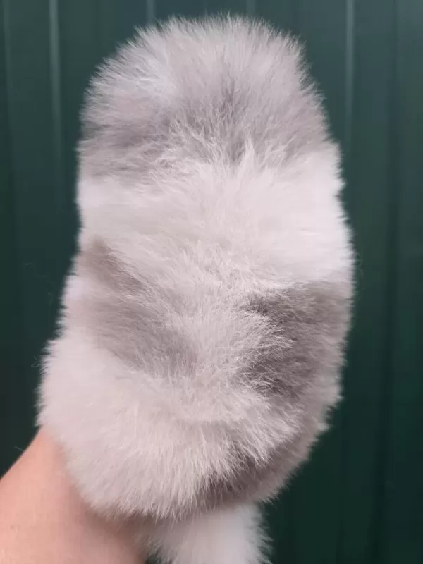 Mavi Merle Beyaz Erkek Pomeranian Yavrusu