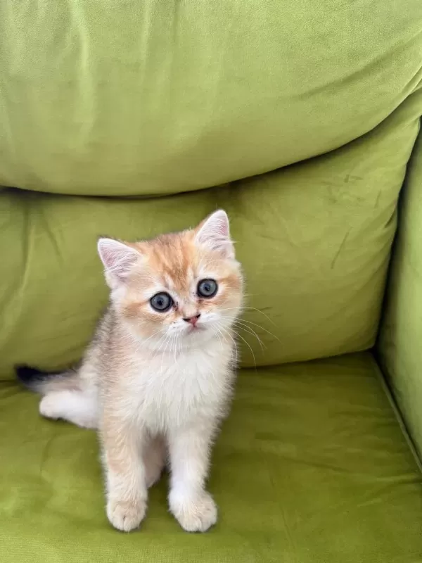 Sağlıklı Sevimli British Shorthairlar