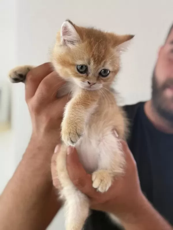 Sağlıklı Sevimli British Shorthairlar
